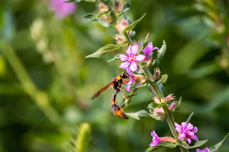 Pollinator and edible garden bed