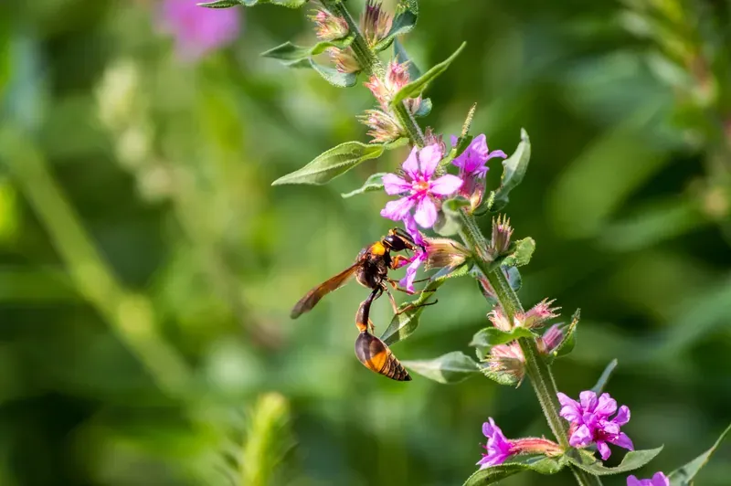 Pollinator and edible garden bed