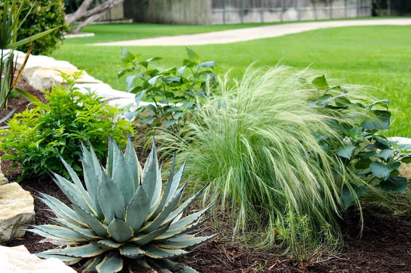 Texas Hill Country plant palette