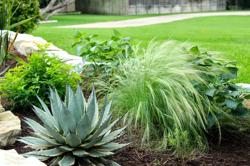 Texas Hill Country plant palette