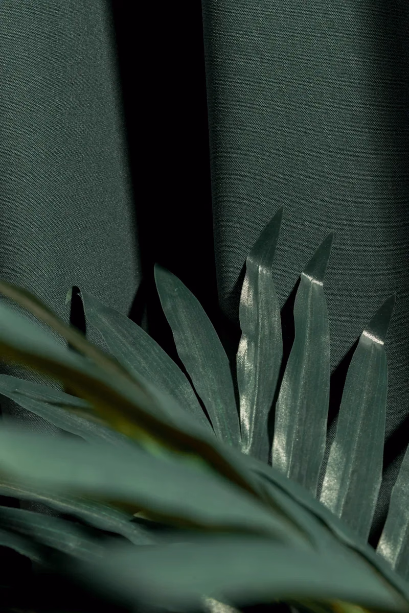 Modern minimal plant palette with specimen agaves