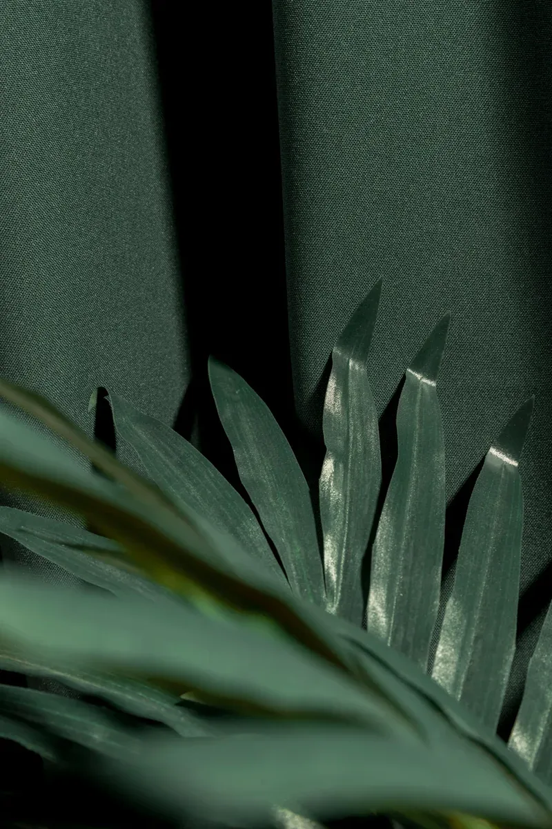 Modern minimal plant palette with specimen agaves