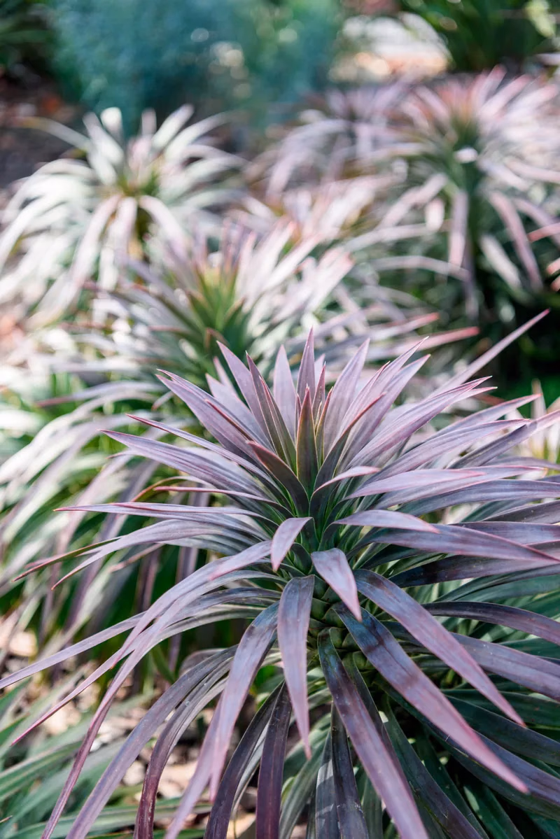 Coastal lush plant palette