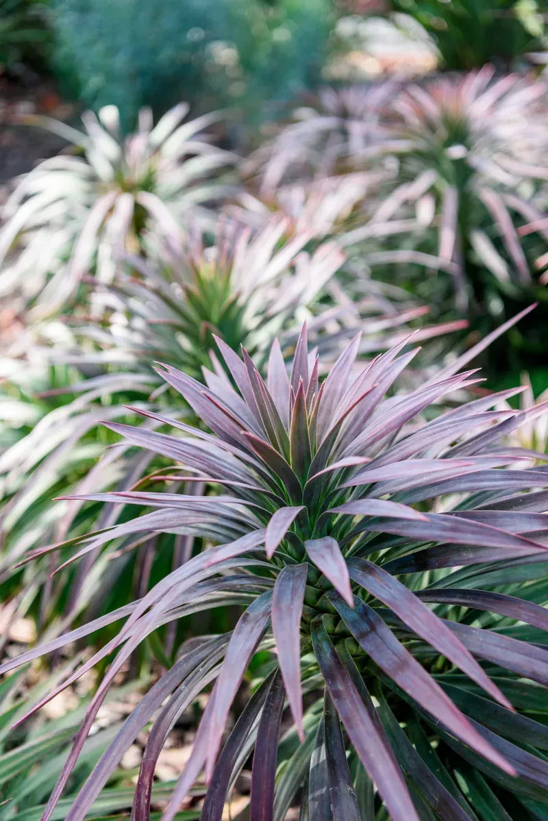 Coastal lush plant palette