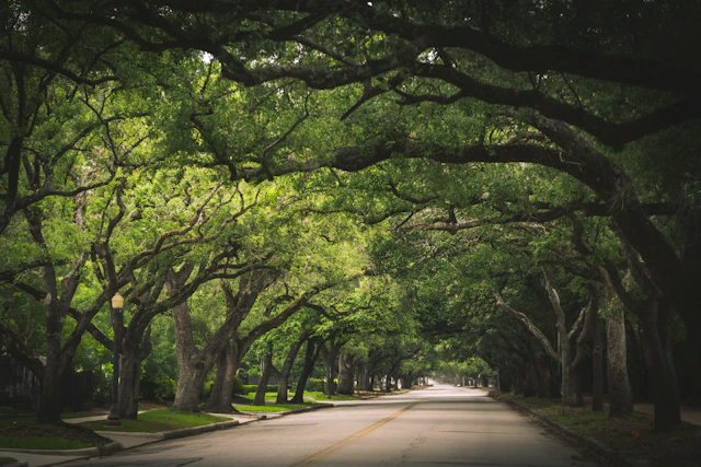 Oak-canopied street in inner-loop Houston
